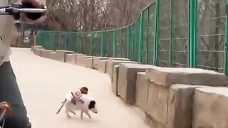 Funny pet