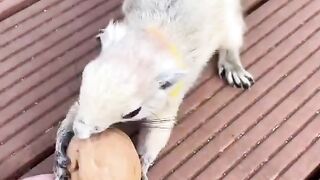 Smart Squirrel!