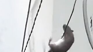 Olha a fúria na vida do rato kkk