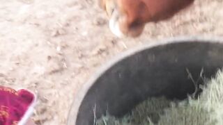 Kiddo gives good night kisses to ber horses