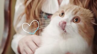 The BIGGEST CAT BREEDS In The World