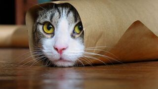 Funny Animal Memes Compilation: Dogs and Cats Funny Video