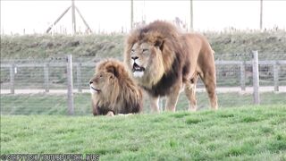10 Most Unique Lions in the World!