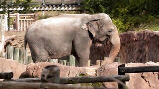 20 Weird Animal Facts That Will Surprise You ( Updated List)