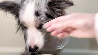 Cute Animal - Funny - Border Collie Eating- Happy time-03 - Could you give me a follow?
