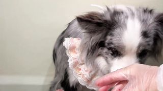 Cute Animal - Funny - Border Collie Eating- Happy time-04  Could you give me a follow?