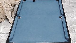 Cat billiard