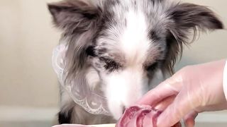 Cute Animal - Funny - Border Collie Eating- Happy time-05  Could you give me a follow?