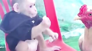 Monkeys share food with chickens