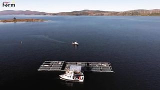 Farmers Raise & Harvest Billions of Mussels This Way _ Mussel Farm