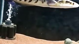 Aquascape 10