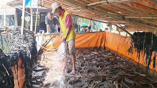 Phụ Bác Nông Dân Thu Hoạch Lươn Sau 12 Tháng Nuôi Kết Quả Ngoài Sự Mong Đợi.Góc Làng Quê#550