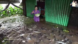 Mùa nước nổi Miền Tây Đàn Cá Cả Trăm Tấn Tràn vào nhà Ông Lão ở như Người tại Sông Vàm Nao An Giang