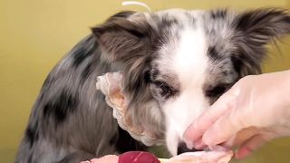 Cute Animal - Funny - Border Collie Eating- Happy time-06  Could you give me a follow? 2