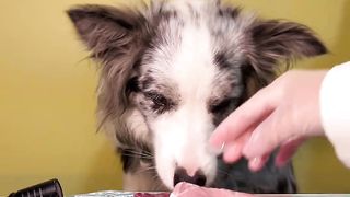 Cute Animal - Funny - Border Collie Eating- Happy time-07  Could you give me a follow?