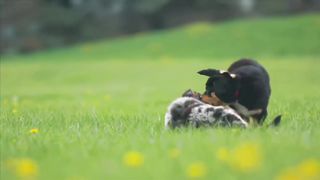 Cute Dogs videos Compilation cutest moment of the animals