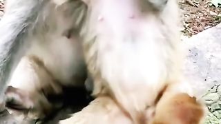 Funny Monkey Viral Video 118
