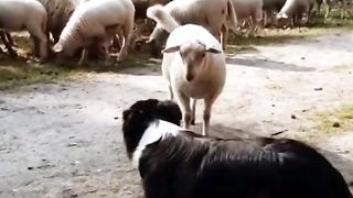 Cute Animal - Funny - Hard Working Sheepdog  - Happy time-01-Pls follow me