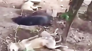 Funny video