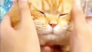 Orange Cat Chubby Cheeks