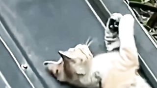 Kitten Asyiiik Bermain Ekor Emaaak nya