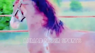 #febspot#foryou #foryoupage#horses#ridings#vedio75#ahmad#nasir#sports#fyb#fybpage fybpage#chak#no168/171NB