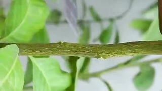 Plant Roots