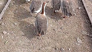 Funny Swan Noises and Sounds