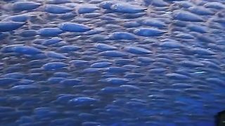 Amazing videos vol 135