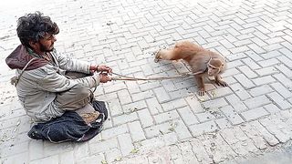 The Best Monkey Funny Show Febspot????