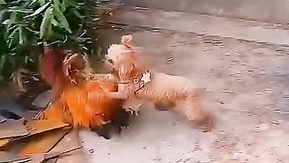 The angry dog