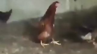 The hen