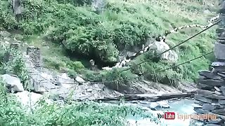 The goats or cows