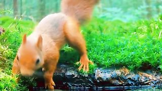 Amazing videos vol 139