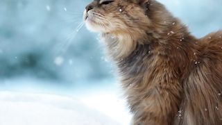 Winter breeze