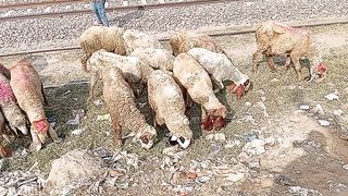 Nomads Are Moving Their Pet Sheep Animals from One Place to Another Place Animals from One Place to Another Corner ????