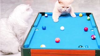 Cat billiard 2