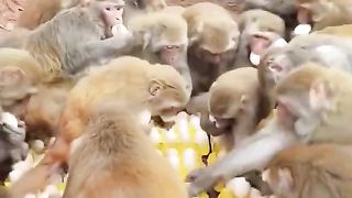 Big meal for monkeys