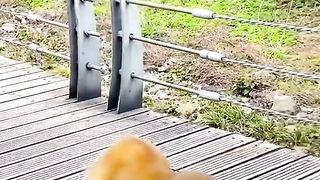 Fierce monkey attacks dog