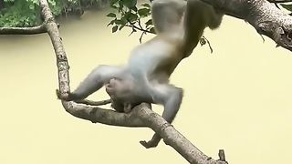 It's dangerous to sleep on tree branches underneath