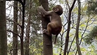 Little monkeys are good at climbing trees quickly