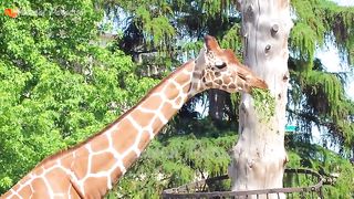 Farm animals, animal sounds- cow, chicken, pig, elephant, duck, cat sound