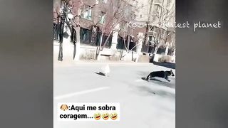 Funny Dogs And Cats Videos 2023 ???? - Best Funniest Animal Videos Of The Month ???????? #1 2