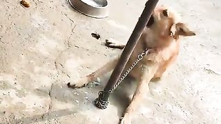 #RABIES_#DISEASE_#in_#DOG_#viral_#video_#shorts..(480p).