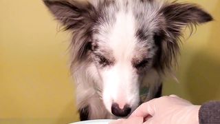Cute Animal - Funny - Border Collie Eating Meal- Happy time-09 Could you give me a follow