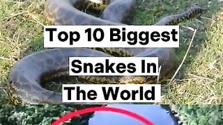 Top_10_Biggest_Snakes_in_the_world_#shorts_#viral_#snake_#top10_#viralshorts_#trending(480p).