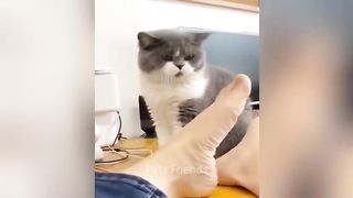 New Funny Animals 2023 ???? Funniest Cats and Dogs Videos ???????? Part 5
