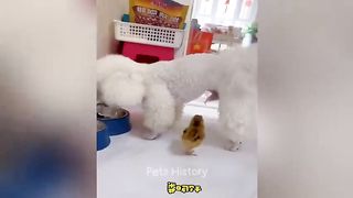 New Funny Animals ???? Funniest Cats and Dogs Videos ???????? Part 1