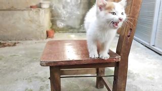 The tiny kitten was a little nervous when she arrived at her new home. She kept meowing at me.
