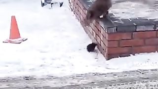 A mouse chasing a cat?